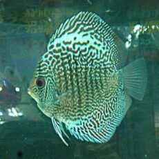 ブルースコーピオンディスカス③　２０２５年１２月３０日入荷