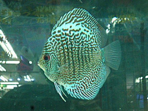 ブルースコーピオンディスカス③　２０２５年１２月３０日入荷