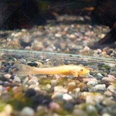 オトシンネグロ　ゴールデン　３匹セット　２０２６年１月２６日入荷