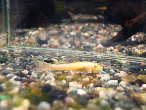 オトシンネグロ　ゴールデン　３匹セット　２０２６年１月２６日入荷