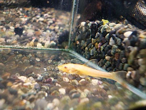 オトシンネグロ