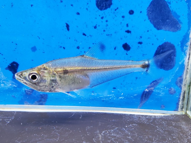 ガレオカラックスsp.