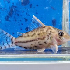 コリドラス　スーパープルケール　大特価！！