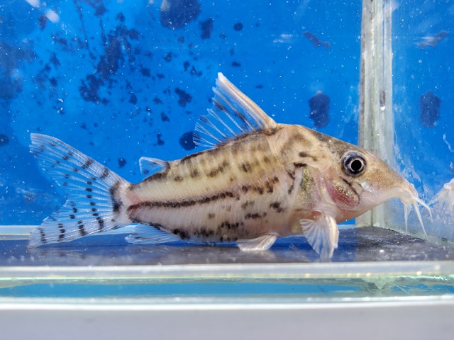 コリドラス　スーパープルケール　大特価！！