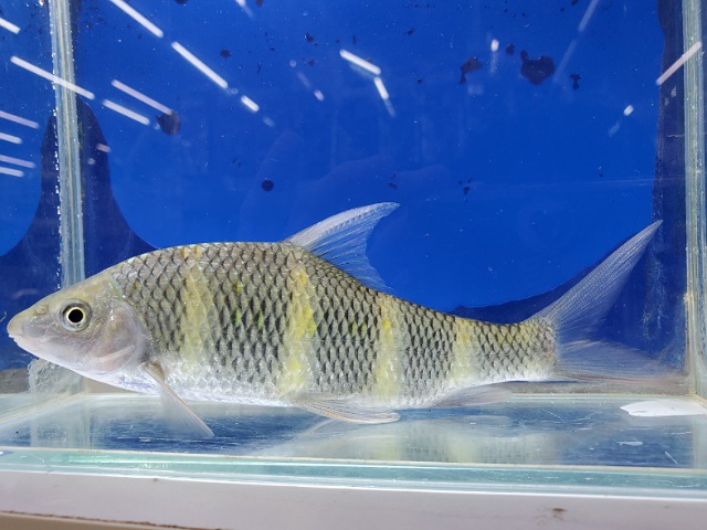 中国クラウンバルブ