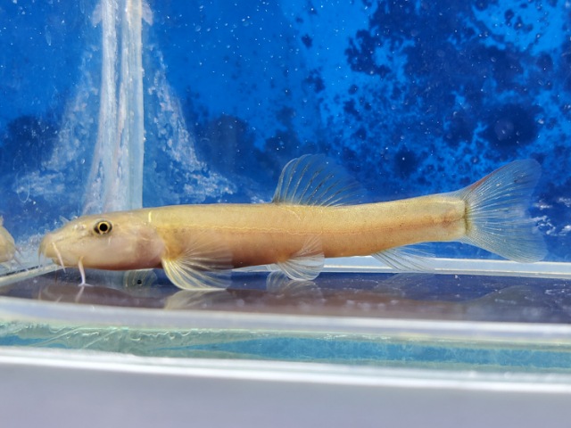 チャイニーズストーンローチ