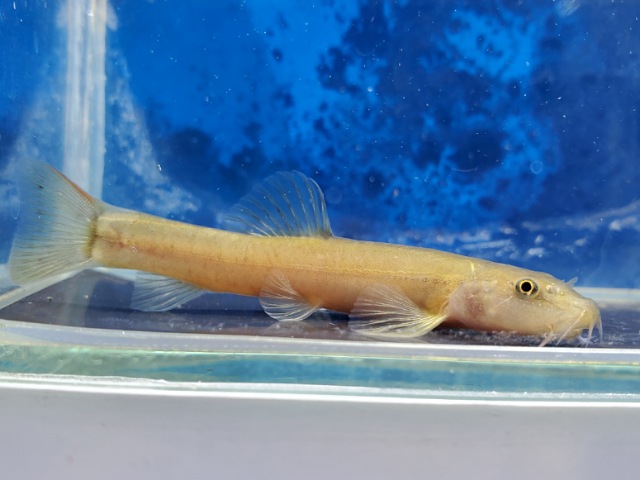 チャイニーズストーンローチ　2026年1月入荷！