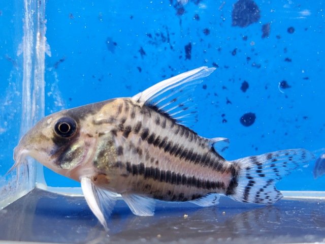 コリドラス　スーパーシュワルツィ