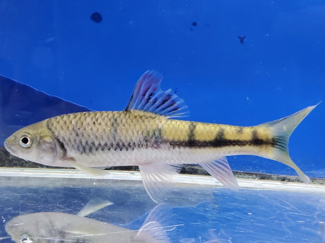 中国レインボーバルブ