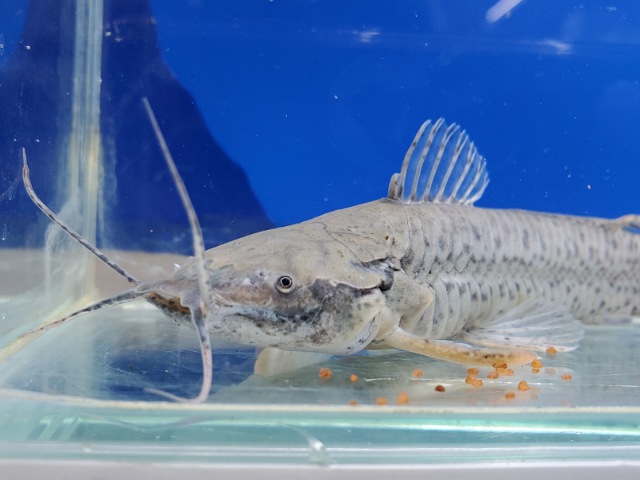 カリクティスカリクティス　2025年12月入荷！