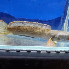 アイズファイヤースネークヘッド　2　2026年1月入荷！