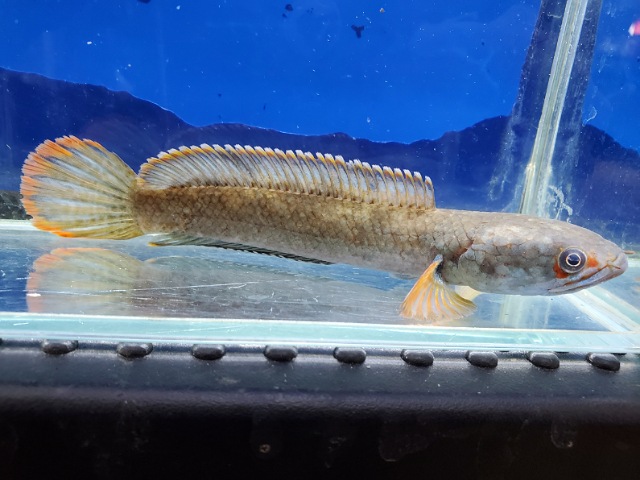 アイズファイヤースネークヘッド　2　2026年1月入荷！