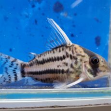 コリドラス　スーパーシュワルツィ　大特価！！