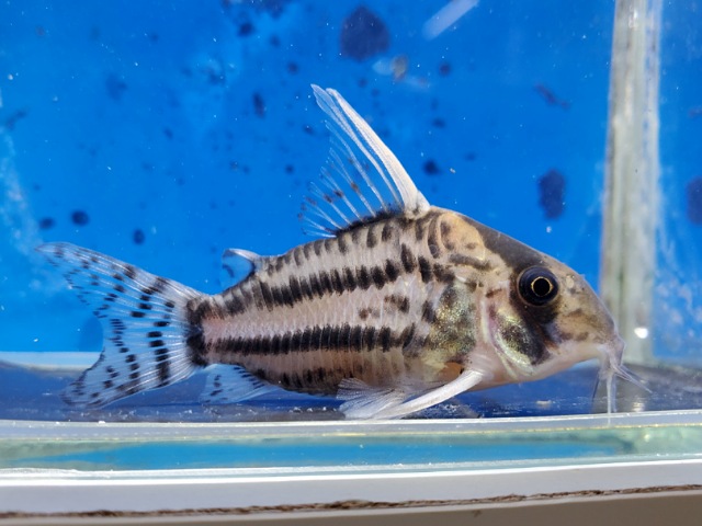 コリドラス　スーパーシュワルツィ　大特価！！