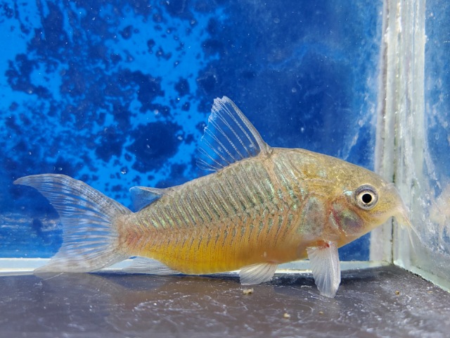 コリドラス　ゲリィ
