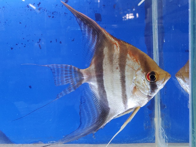 スカラレエンゼル