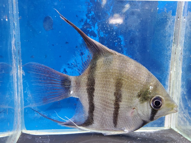 ドゥメリリィエンゼル