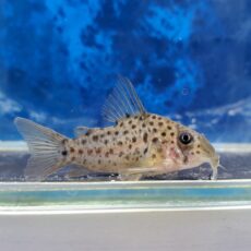 コリドラス　レナ　ブリード　2026年1月入荷！