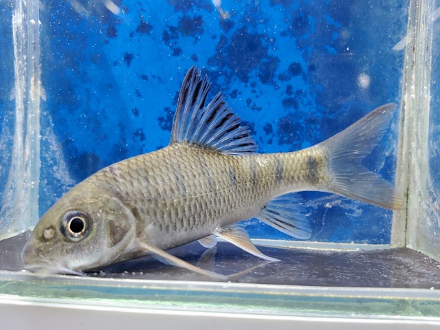 スレンダータイガーフィッシュ