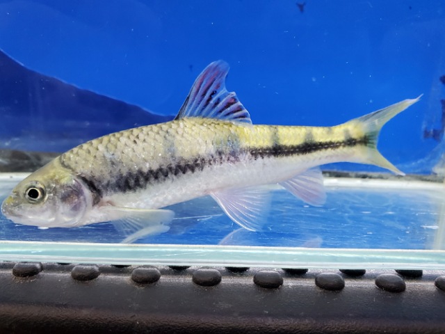 中国レインボーバルブ