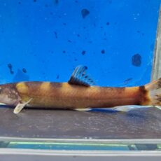 レプトボティア sp. ベトナム　2026年1月入荷！