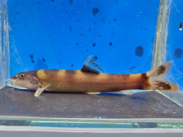 レプトボティア sp. ベトナム　2026年1月入荷！