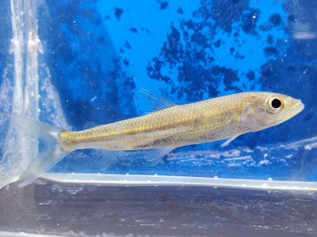 スレンダータイガーフィッシュ