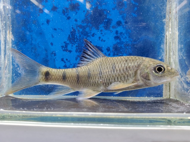 タイワンハナマガリ　2025年12月入荷！