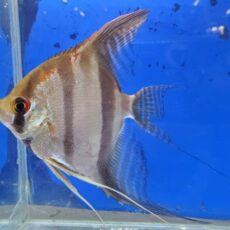 ネグロスカラレエンゼル　2025年入荷！