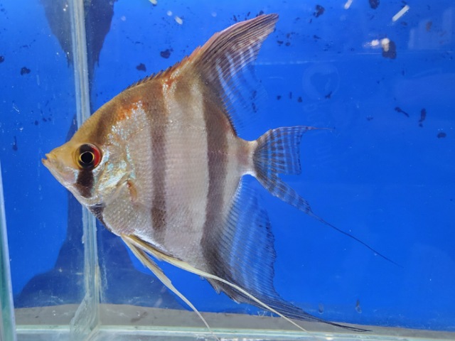 ネグロスカラレエンゼル　2025年入荷！