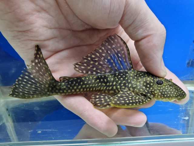 ホワイトナイトアンジェリカスプレコ