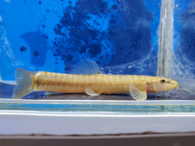 チャイニーズレオパードローチ