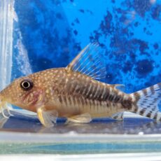 コリドラス　ロングノーズゴッセイ　2025年入荷！