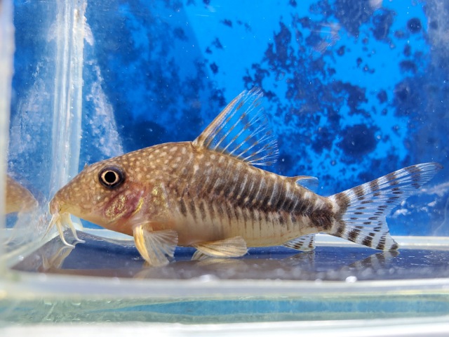 コリドラス　ロングノーズゴッセイ　2025年入荷！