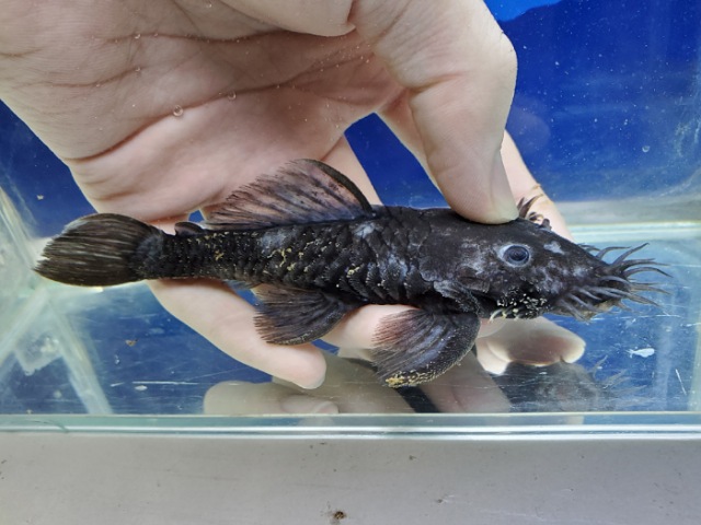 マツブッシープレコ