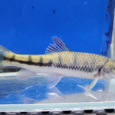 中国レインボーバルブ　2026年1月入荷！