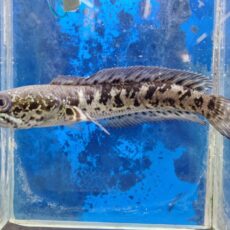 バイオレットスネークヘッド　2026年1月入荷！