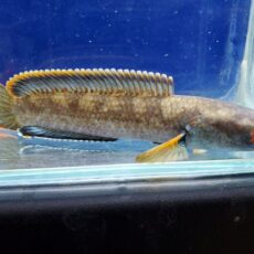 アイズファイヤースネークヘッド　1　2026年1月入荷！