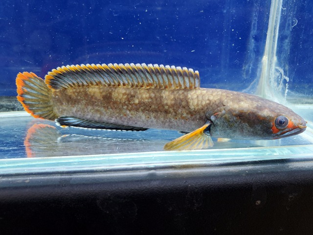 アイズファイヤースネークヘッド　1　2026年1月入荷！