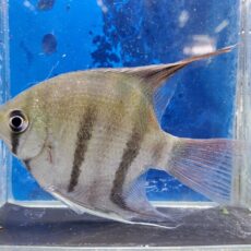 デュメリリーエンゼル　ジュファリ　2026年1月入荷！