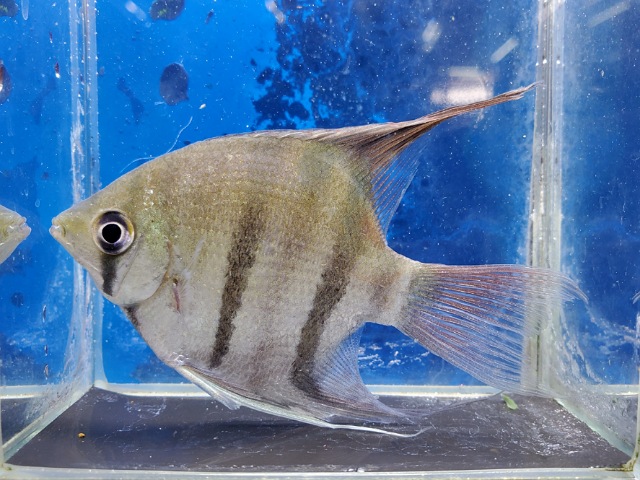 デュメリリーエンゼル　ジュファリ　2026年1月入荷！