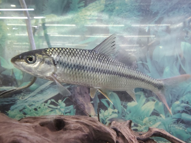 中国ハナマガリ