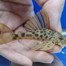 ビッグスポットタイガープレコ　2025年12月入荷！