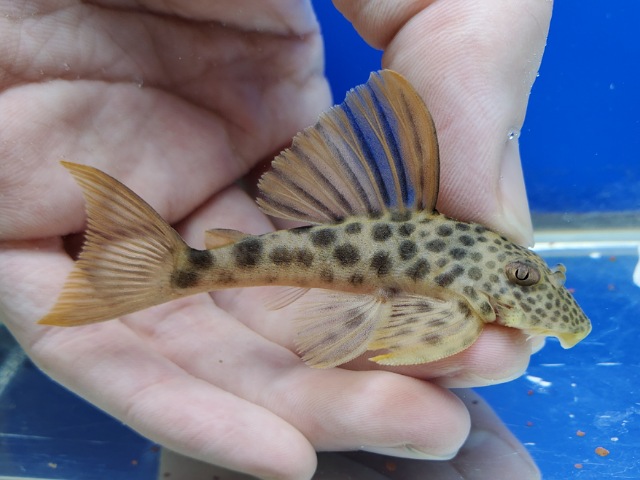 ビッグスポットタイガープレコ　2025年12月入荷！