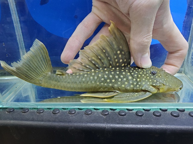 レモンフィンペコルティア