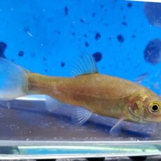 ティンカティンカ　2026年1月入荷！