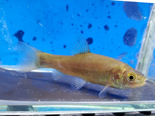 ティンカティンカ　2026年1月入荷！