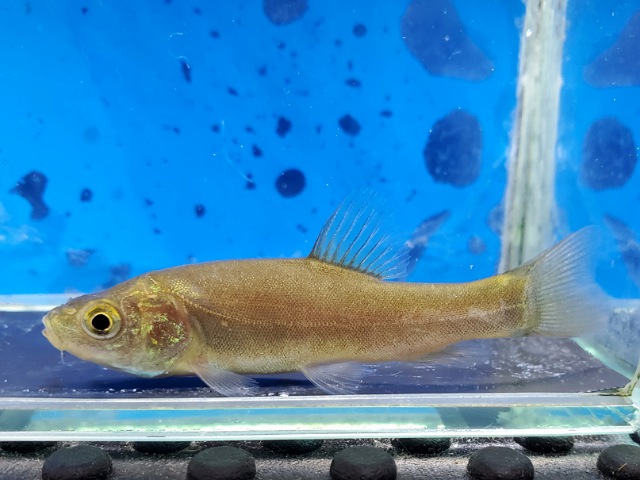 ティンカティンカ