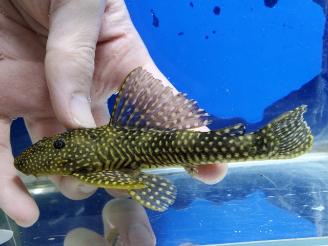 ホワイトナイトアンジェリカスプレコ