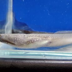 カワウミヘビ　2026年1月入荷！